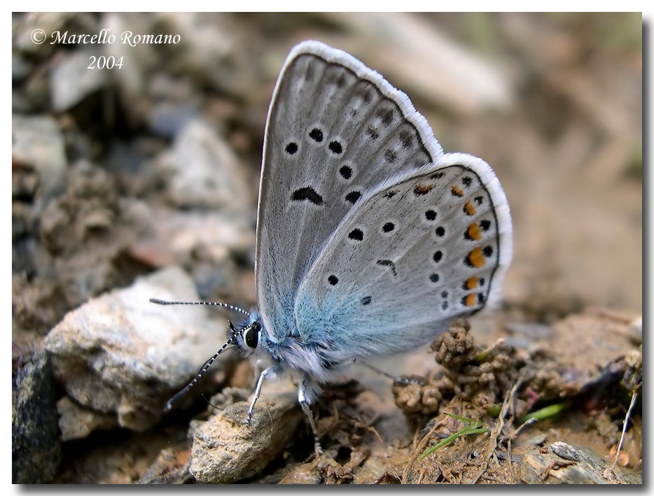 Meglio tardi che mai: Polyommatus escheri (Alpi Marittime)